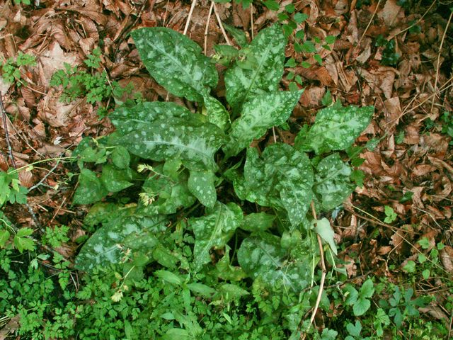 Delle belle foglie maculate - Pulmonaria sp.
